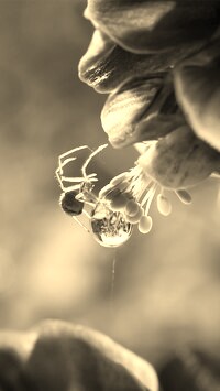 Szary + Sepia