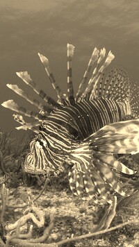 Szary + Sepia