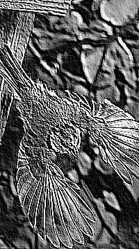 Skamielina
