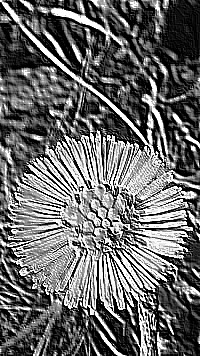 Skamielina