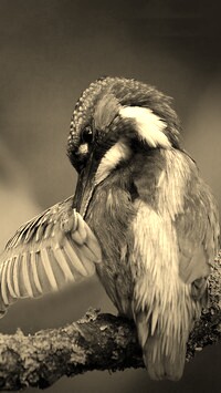 Szary + Sepia
