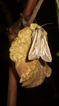 Oryginalny obrazek