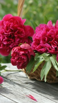 Oryginalny obrazek