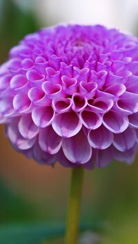 Oryginalny obrazek