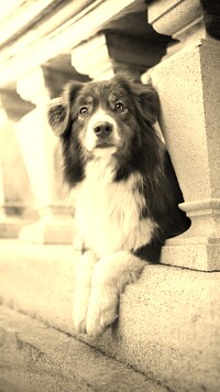 Szary + Sepia