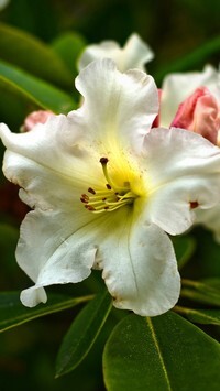 Oryginalny obrazek