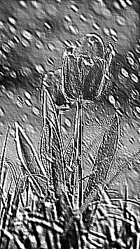 Skamielina
