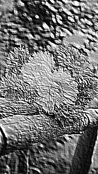 Skamielina