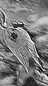 Skamielina