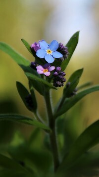 Oryginalny obrazek