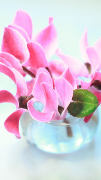Oryginalny obrazek
