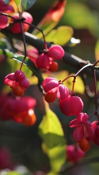 Oryginalny obrazek