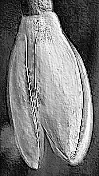 Skamielina