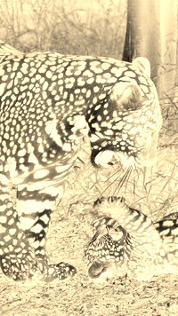 Sepia + Negatyw