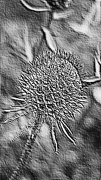Skamielina