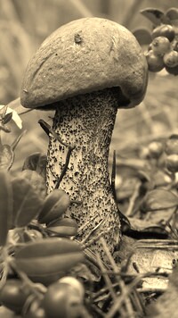Szary + Sepia