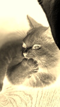 Sepia + Negatyw