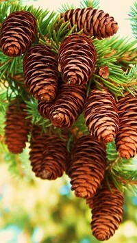 Oryginalny obrazek