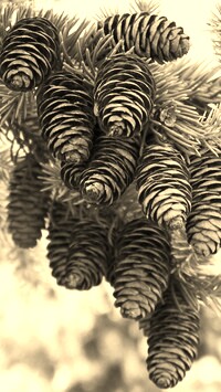 Szary + Sepia