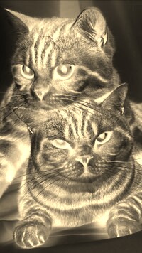 Sepia + Negatyw