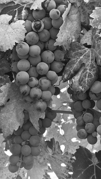 Szary