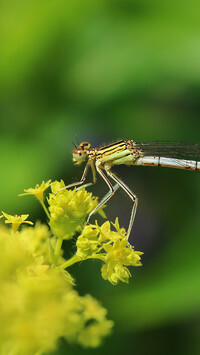 Oryginalny obrazek