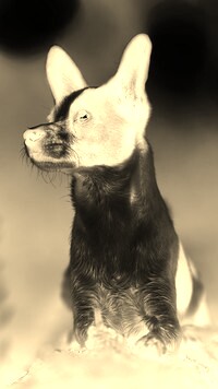 Sepia + Negatyw