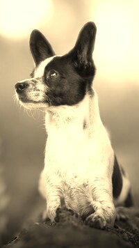 Szary + Sepia