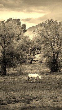 Szary + Sepia