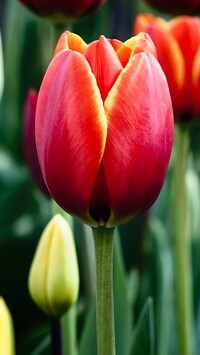 Oryginalny obrazek