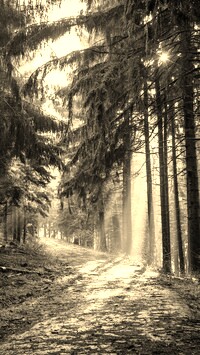 Szary + Sepia