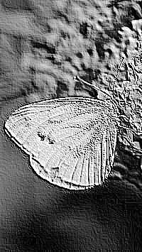 Skamielina