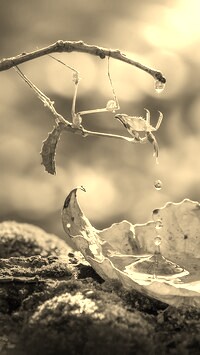 Szary + Sepia