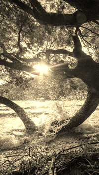 Sepia