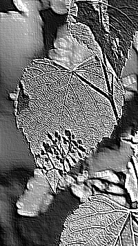 Skamielina