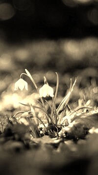 Szary + Sepia
