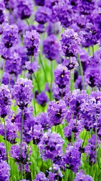 Oryginalny obrazek