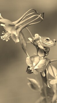 Szary + Sepia