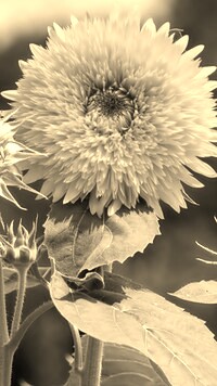 Szary + Sepia