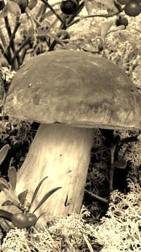 Szary + Sepia