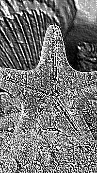 Skamielina