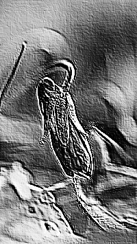 Skamielina