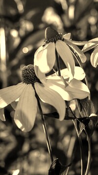 Szary + Sepia