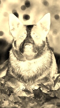 Sepia + Negatyw