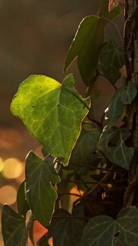 Oryginalny obrazek