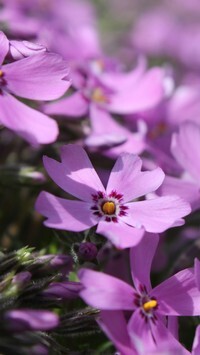 Oryginalny obrazek