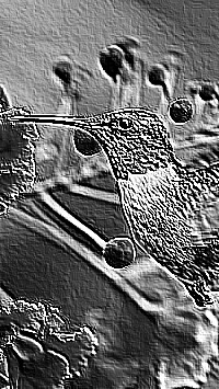 Skamielina