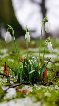 Oryginalny obrazek