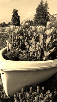 Sepia
