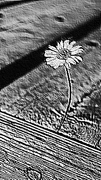 Skamielina